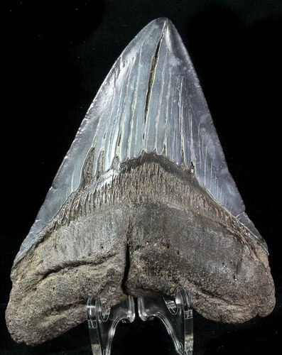 Fossil Megalodon Tooth - Georgia #76513